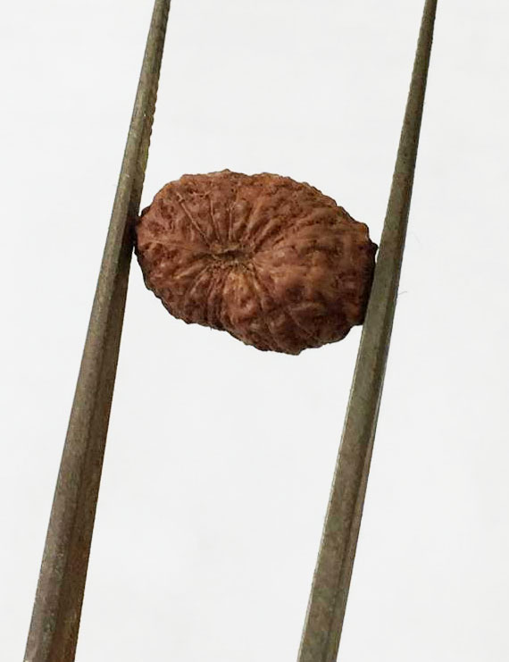 15 Mukhi Indonesian Rudraksha Size- 13 mm